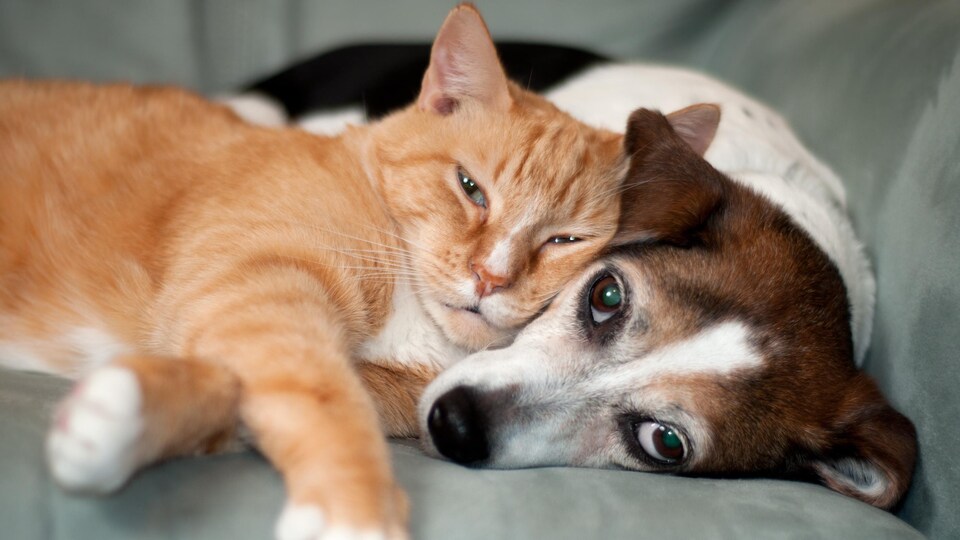 Un chat s'est couché sur un chien. Les deux regardent l'objectif de la caméra.