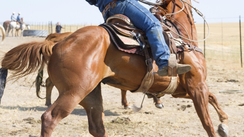 Un cowboy sur un cheval pendant un rodéo.