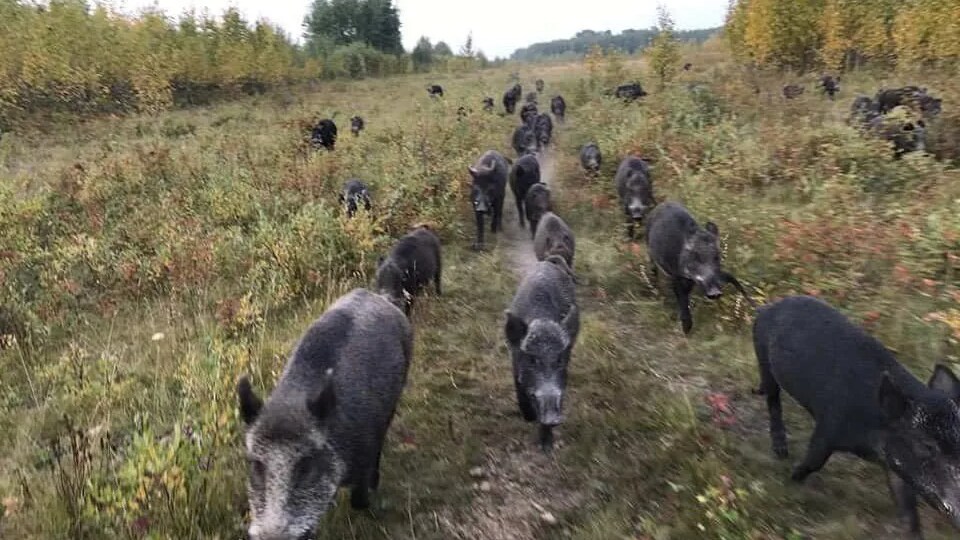 Une horde de sangliers se déplaçant sur un sentier.
