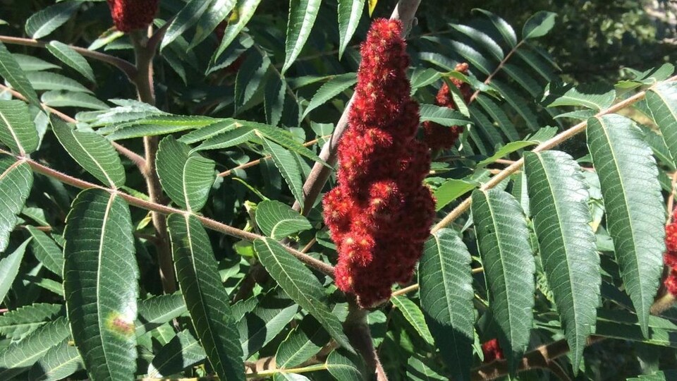Le sumac