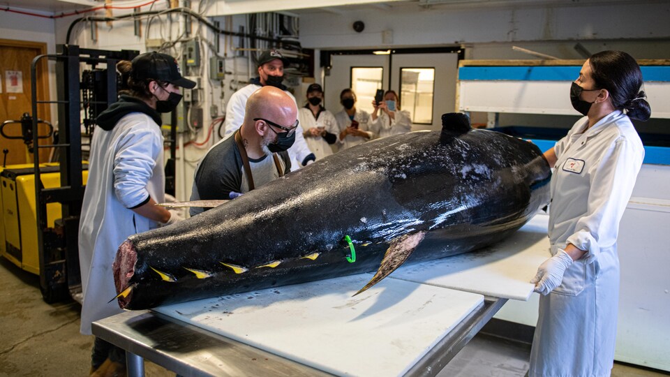 Plusieurs restaurateurs et employés du Marché de poisson de Sherbrooke découpent le thon de 320 kg.