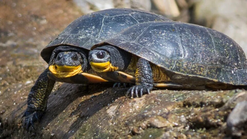 Deux tortues.