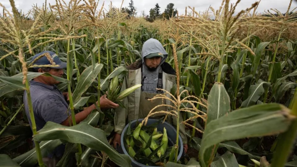 Des travailleurs migrants récoltent du blé d'Inde.