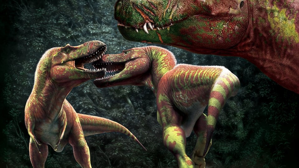 Dessin de deux tyrannosaures, dont un arbore des cicatrices à la tête.
