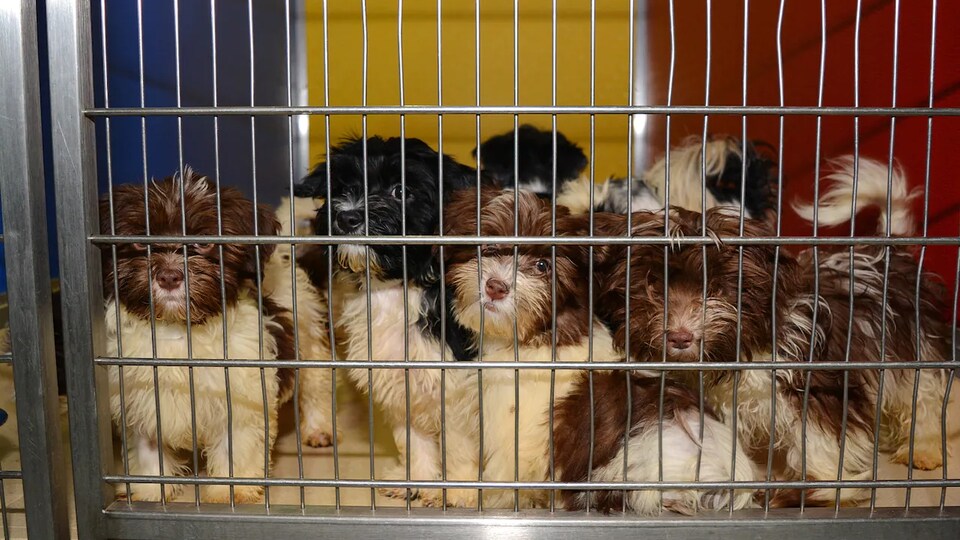 Des chiots dans une cage.