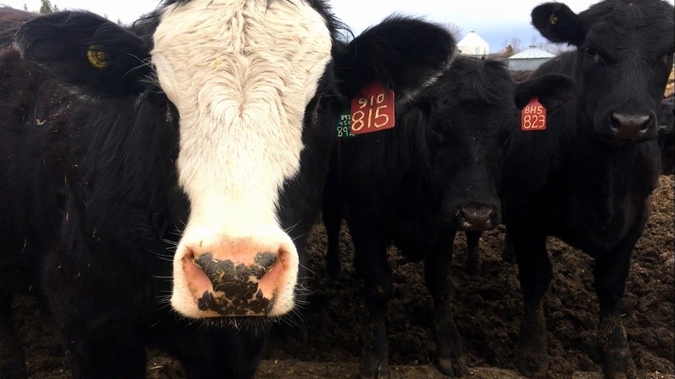 Des vaches regardent vers la caméra. Elles se tiennent dans ce qui ressemble à de la boue.