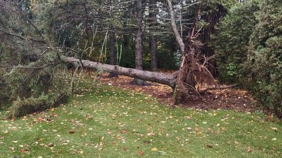 Un arbre déraciné.