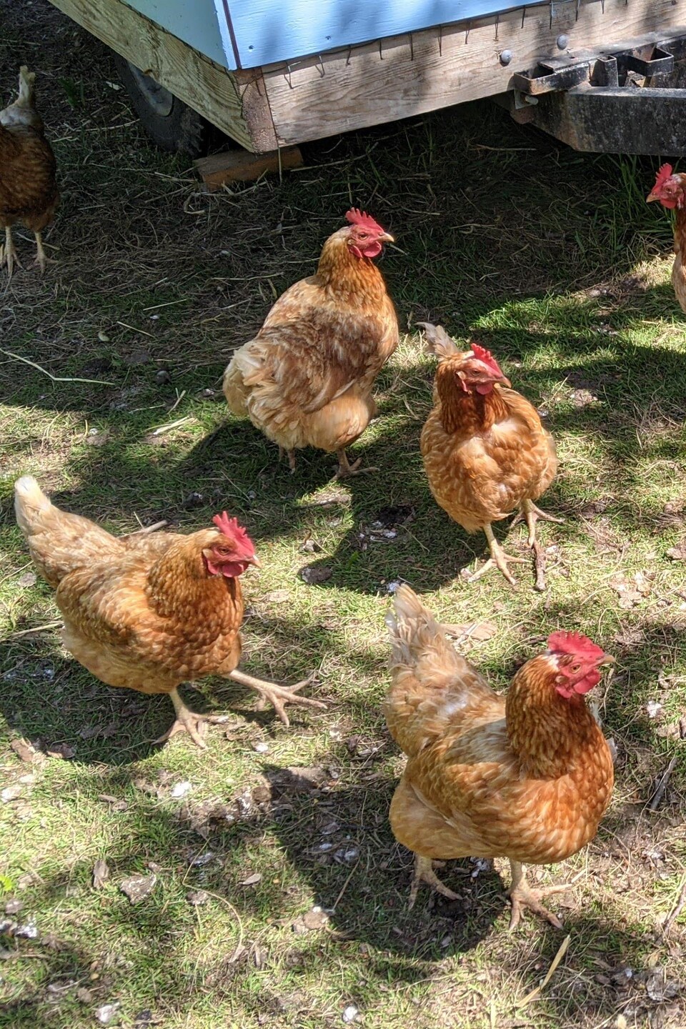 Des poules rousses près de leur poulailler.