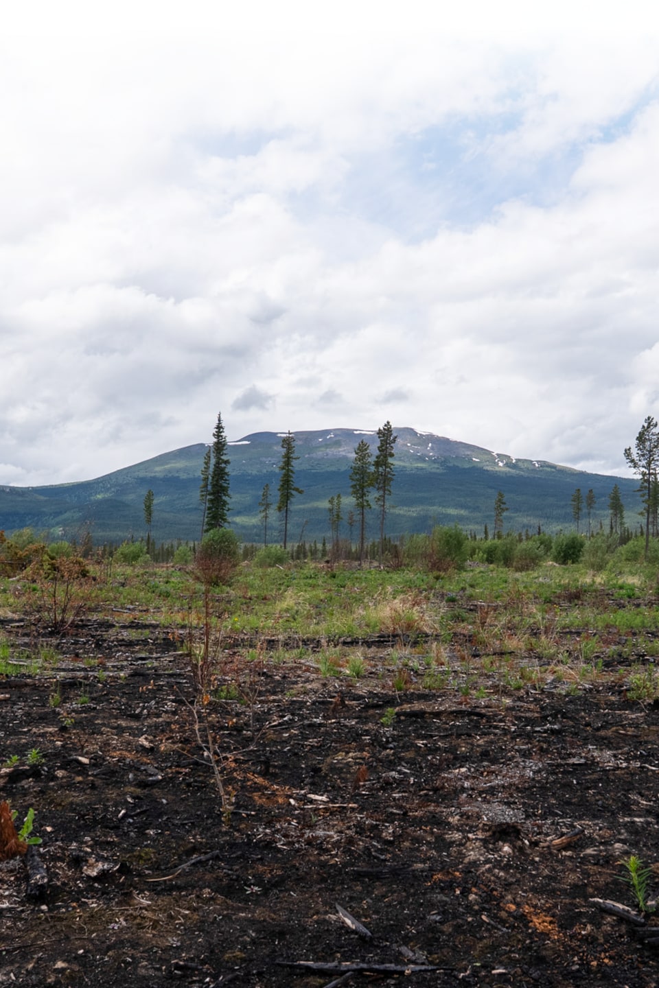 Vue d'une section brûlée de la coupe-feu de Whitehorse.