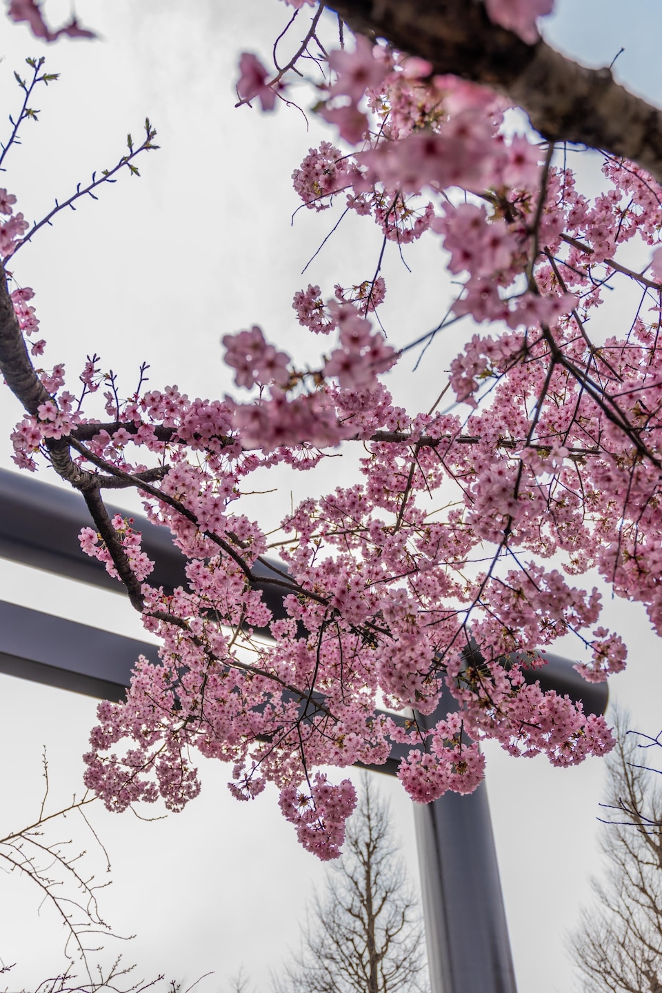 Un cerisier japonais est en fleur à Tokyo.