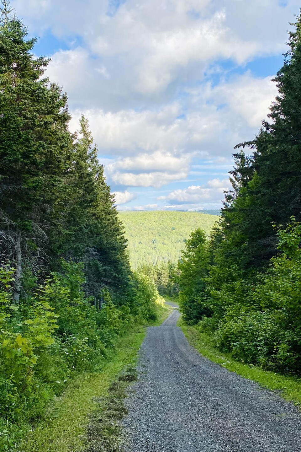 Un chemin qui sillonne une forêt.