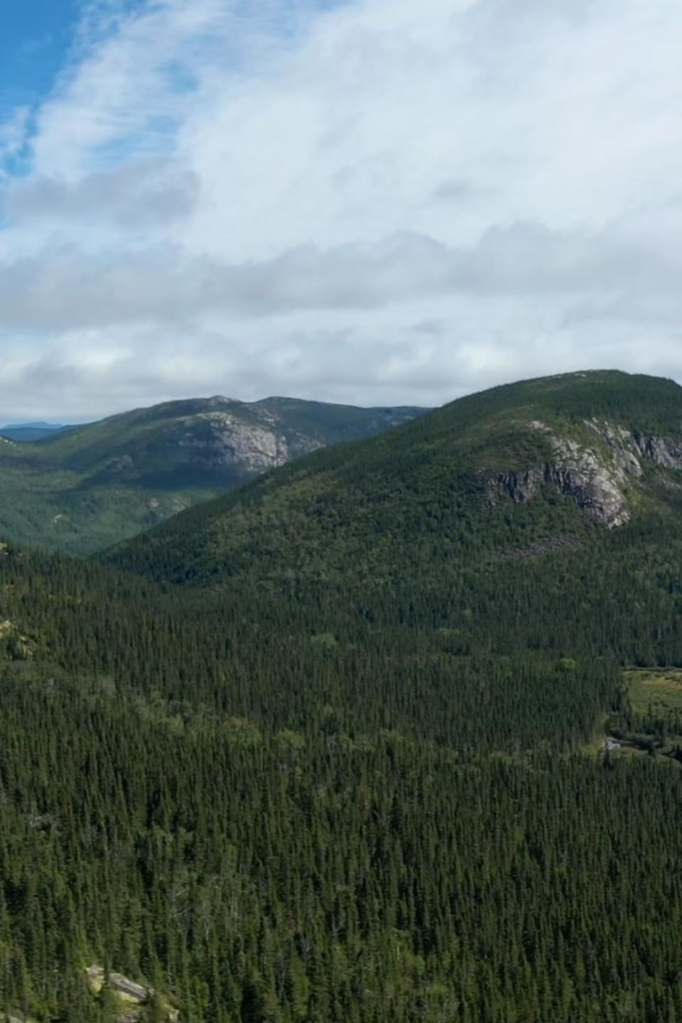 Une chaîne de montagnes couverte de conifères en été.