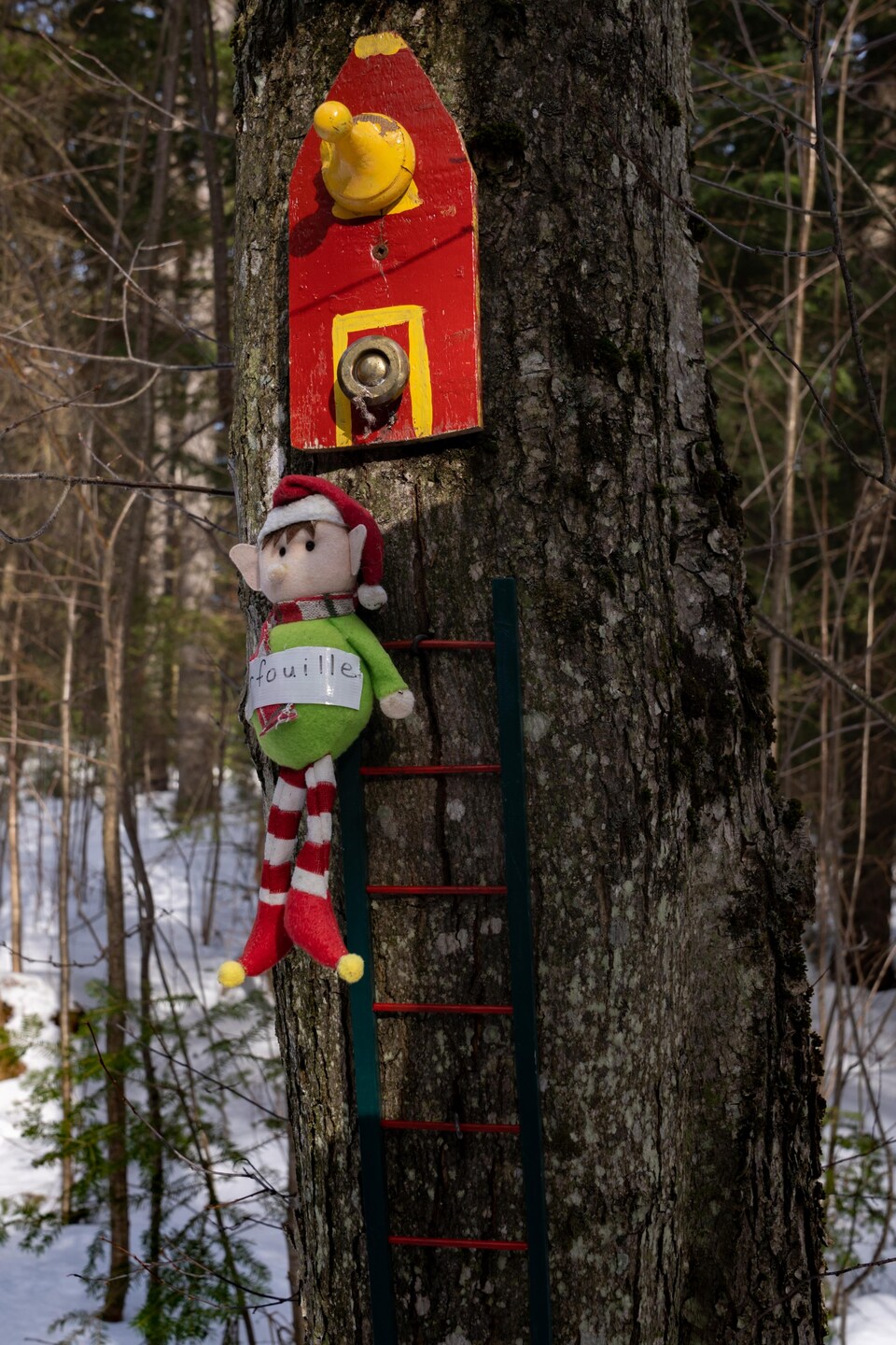 Des lutins de Noël accrochés à des arbres dans une forêt.