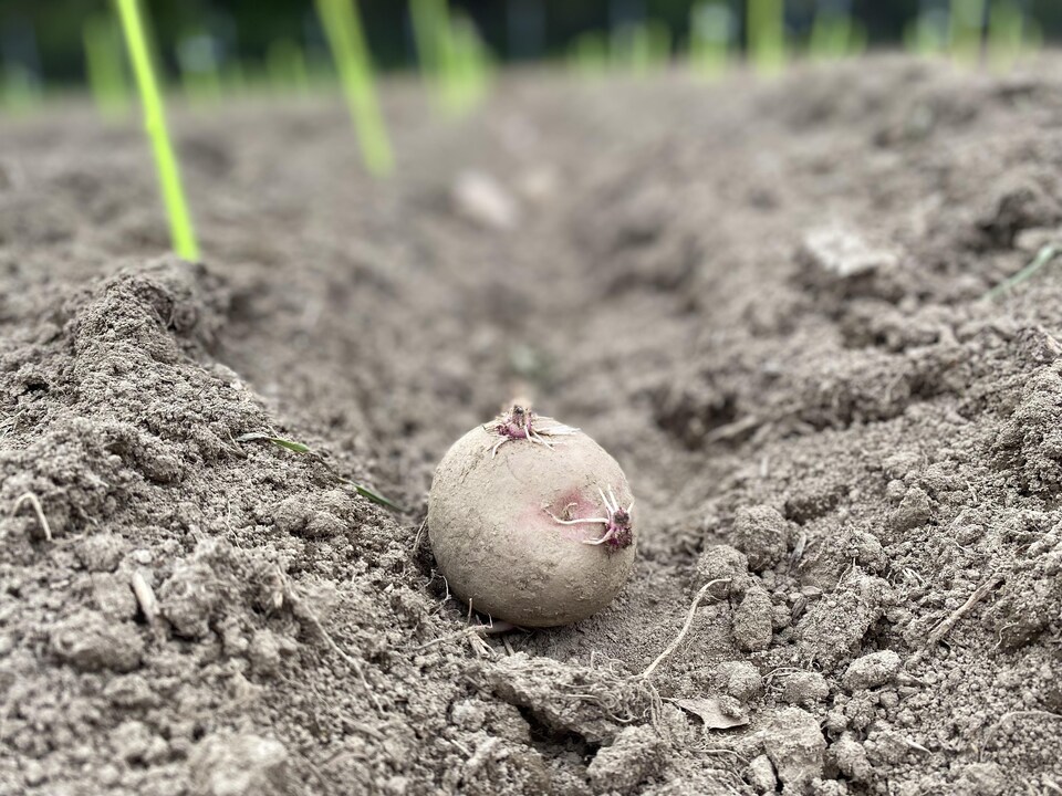 Une patate dans la terre.