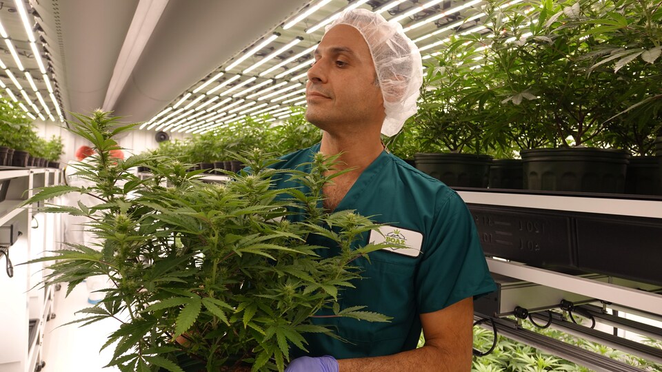 Un homme coiffé d'un filet tient une plante de cannabis. Il est entouré de rangées de plants de marijuana. 