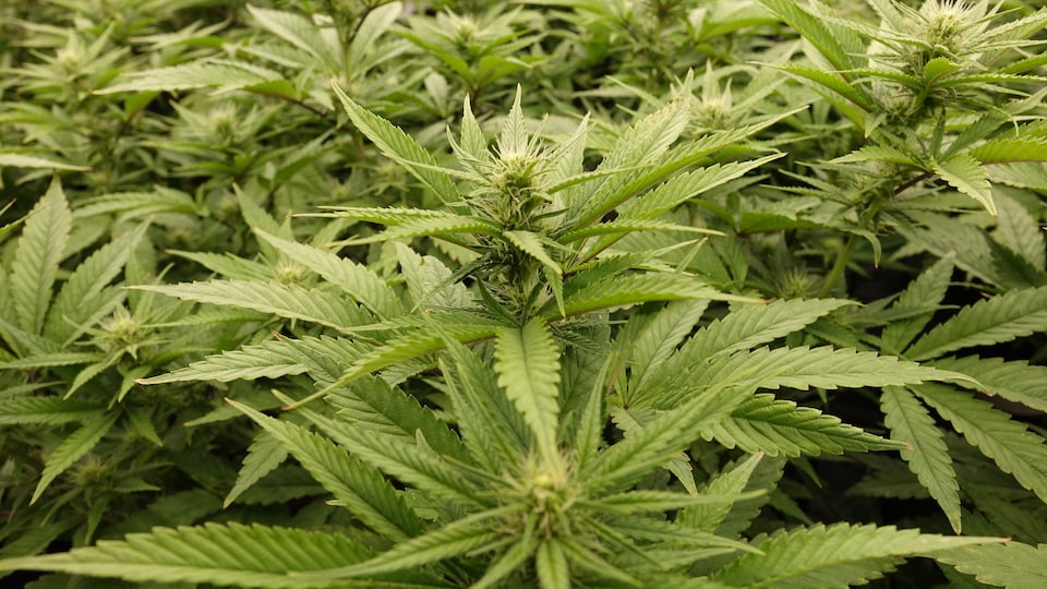 Une fleur de cannabis.