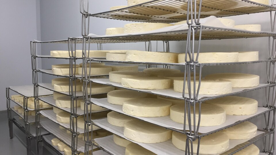 Des meules de fromage sur des étagères.