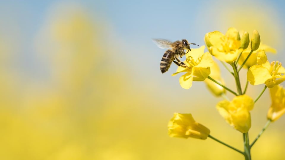 Une abeille recueille du pollen sur une fleur.