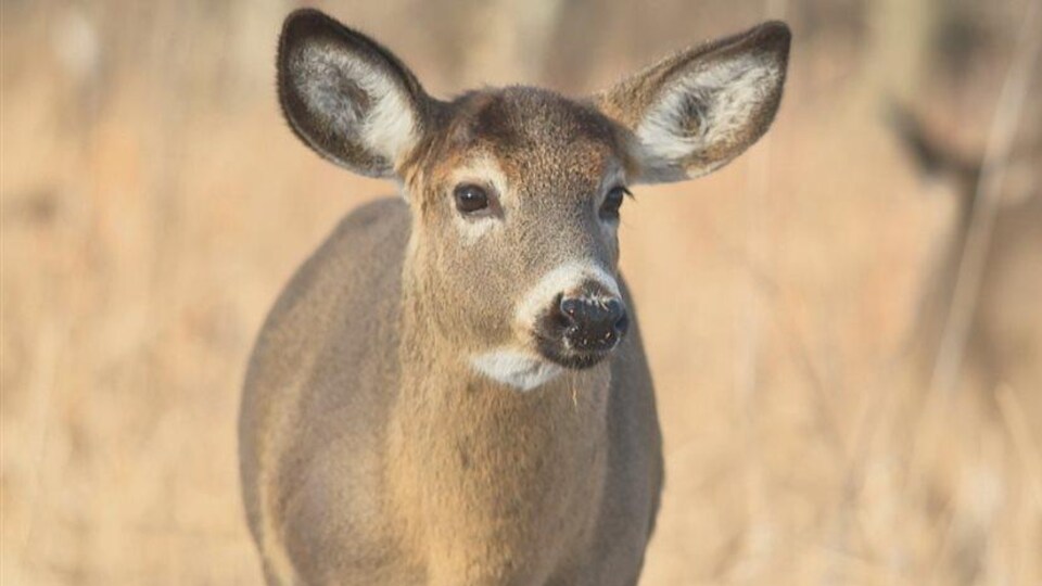 Un cerf de Virginie.