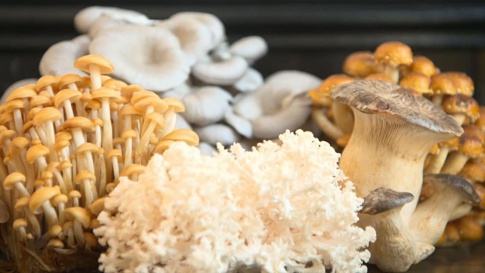 Différentes variétés de champignons. Ils sont de couleur or ou crème.