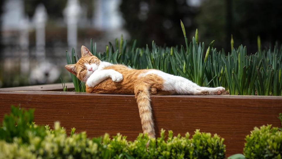 Un chat roux s'étend au soleil sur une terrasse. 