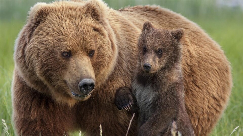 Trois oursons grizzlis orphelins sauvés par le Zoo de Saint-Félicien