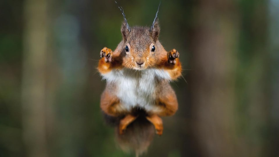 Un écureuil qui saute.