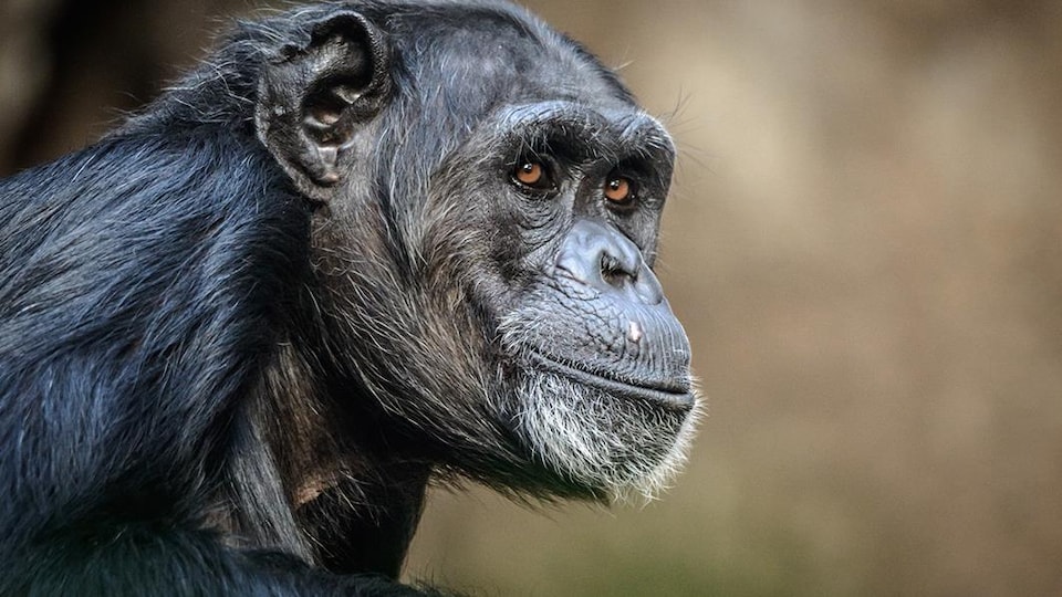 Un chimpanzé.