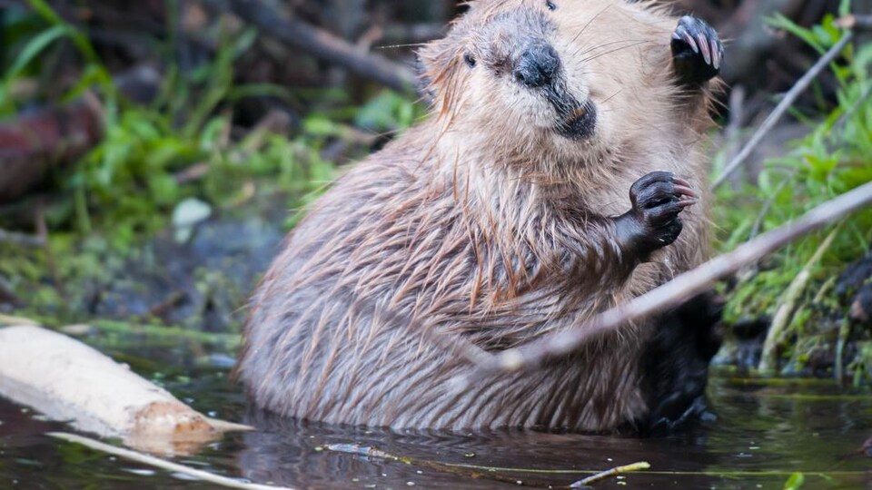 Un castor dans son habitat naturel.