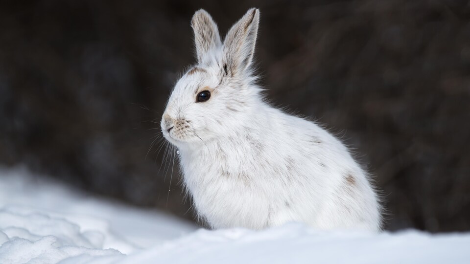 Un lièvre d'Amérique blanc sur la neige.