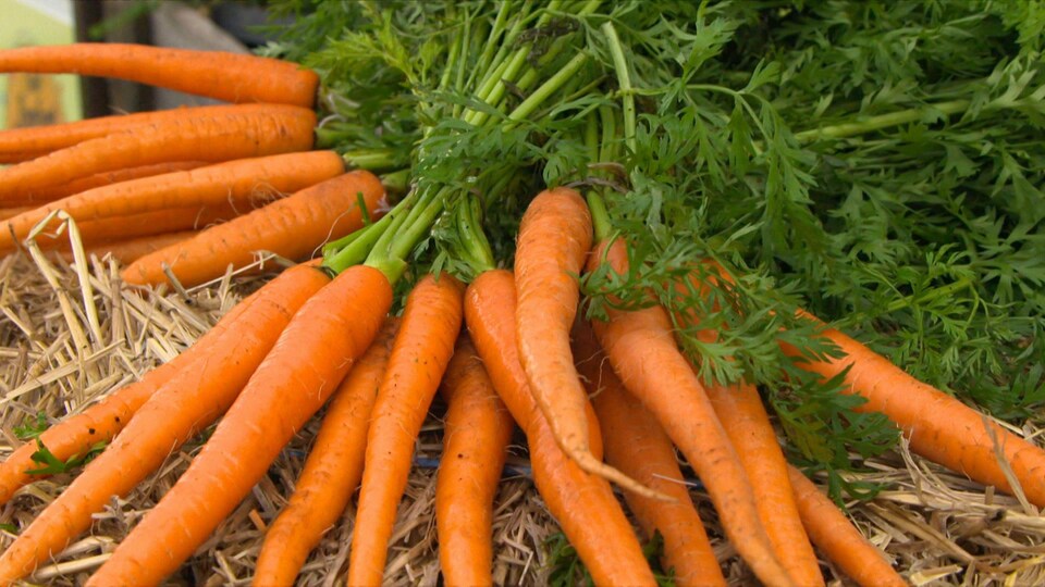 Un gros bouquet de carottes en feuilles.