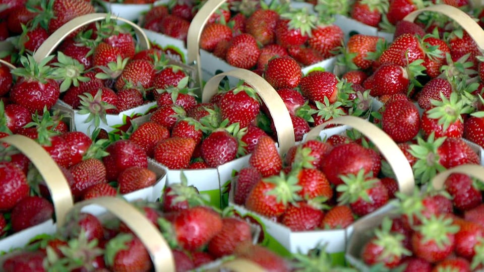 Des paniers de fraises.