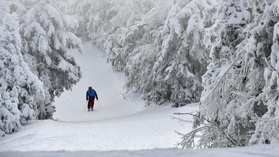 Un skieur seul sur une piste enneigée bordée d'arbres.