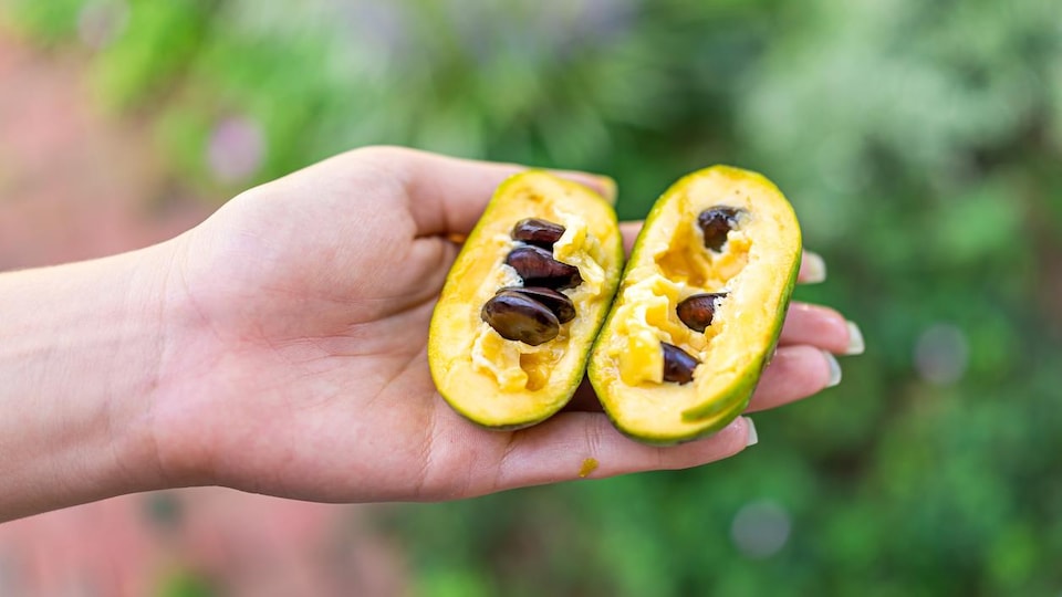 Pawpaw : la « mangue du Nord » de passage à Sherbrooke