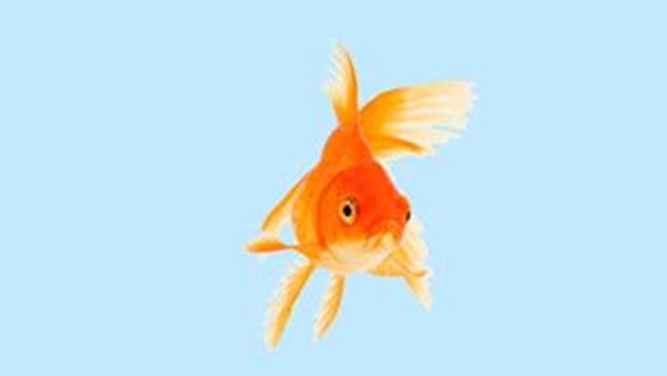 Un poisson rouge sur fond bleu pâle.