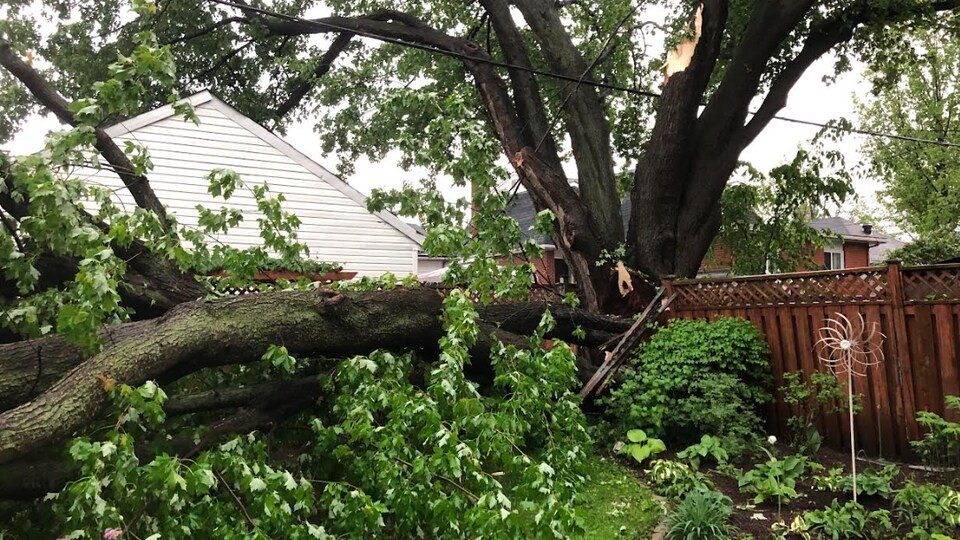 An uprooted tree.