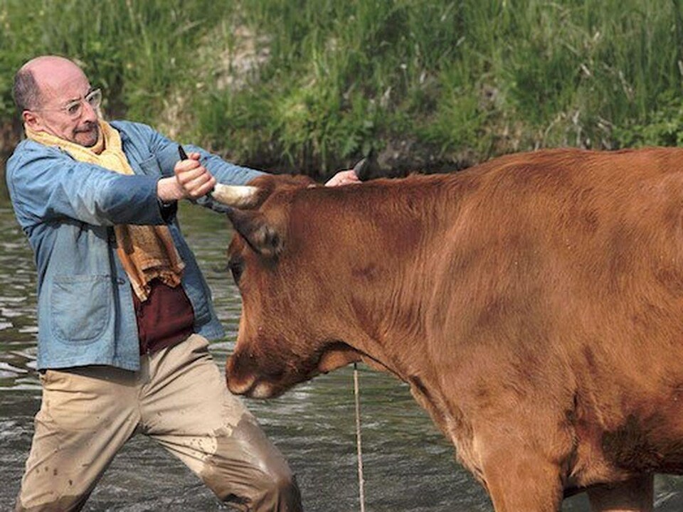 Dans un ruisseau, un homme tire une vache par les cornes pour la faire avancer.