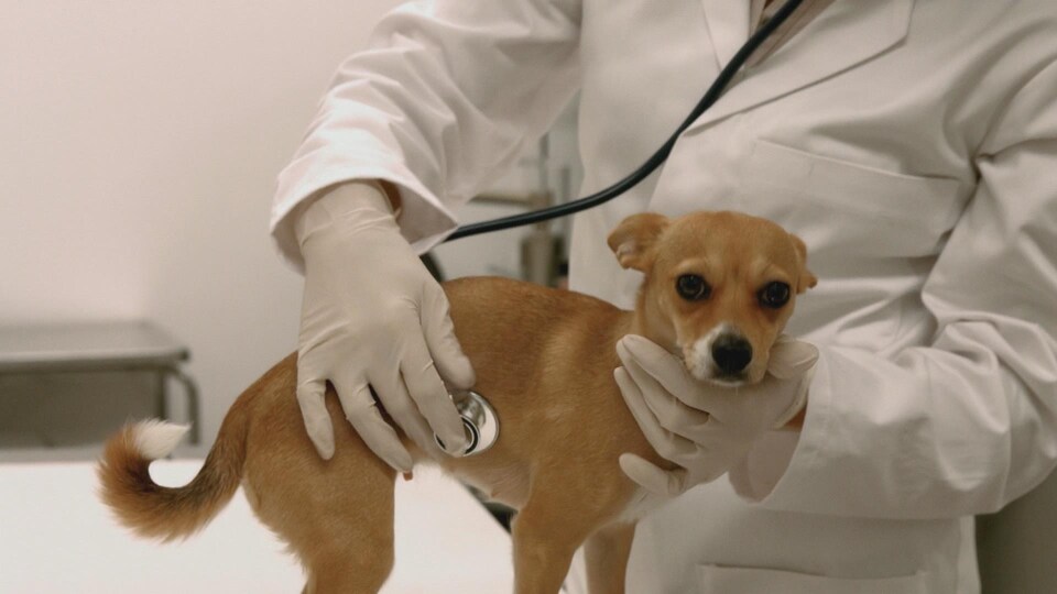 Un chien est en train d'être ausculté.