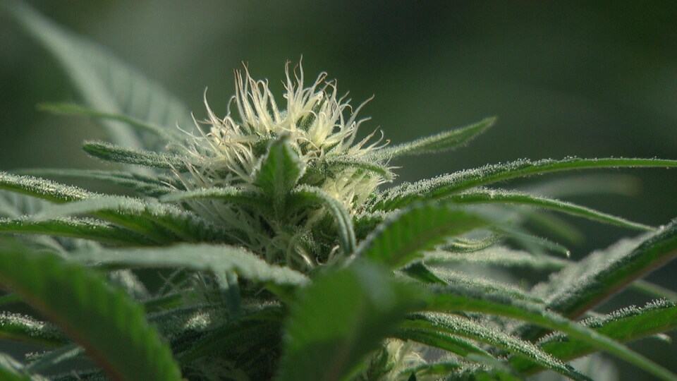 Enquête sur les structures corporatives opaques qui rendent les contrôles promis du cannabis à peu près impossibles.