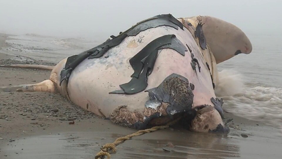 Mort de 12 baleines noires dans le Golfe du Saint-Laurent