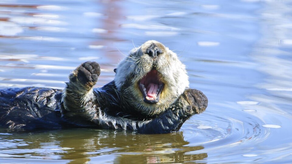Gros plan de la loutre de mer sauvage (Enhydra lutris) au repos, tout en flottant sur le dos. Il y a de petites ondulations dans l'eau reflétant les nuages qui sont dans le ciel au-dessus.
Pris à Moss Landing, Californie. Etats-Unis