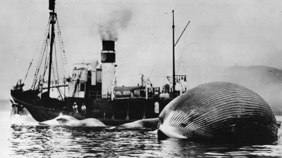 Une photo en noir et blanc d'une baleine morte à côté d'un bateau.