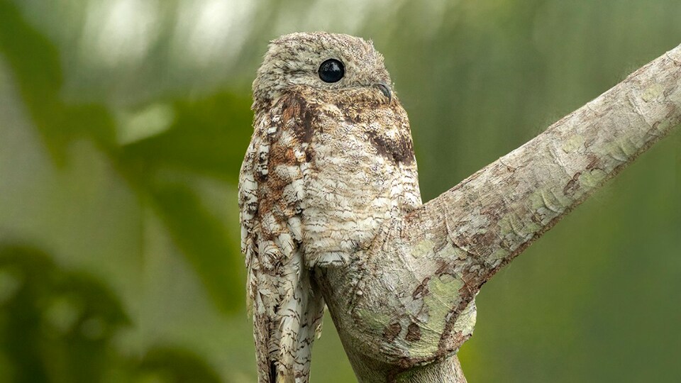 Animaux surprenants : l'incroyable camouflage de la grenouille feuille