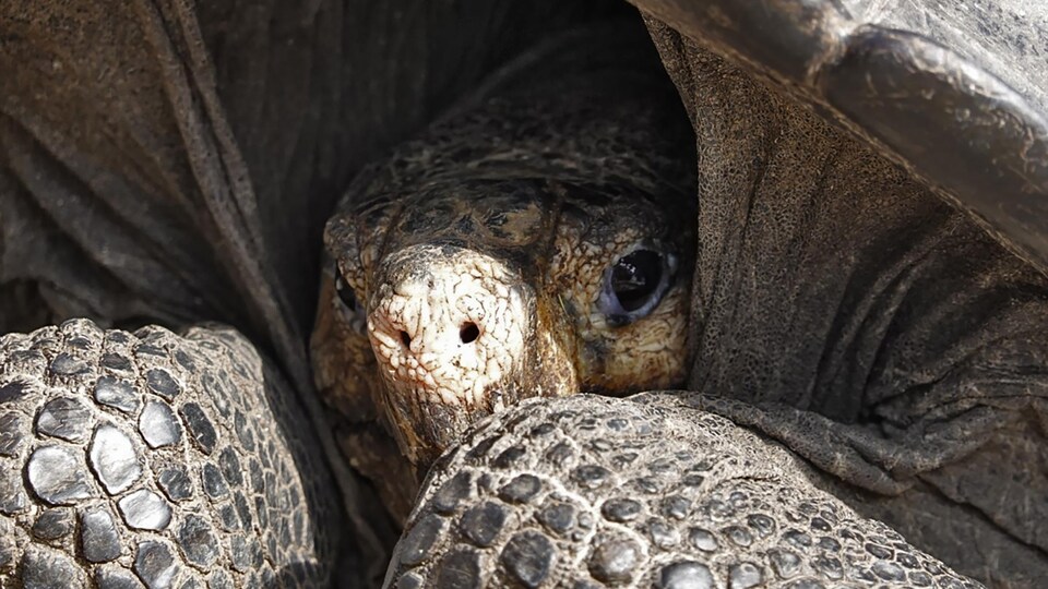 Tortue géante des Galápagos — Wikipédia