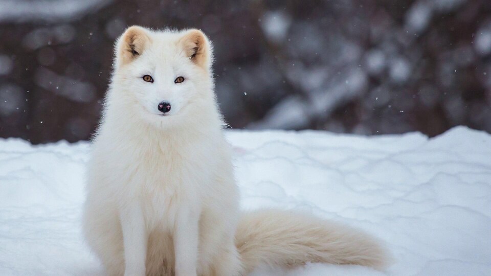 Le renard arctique blanc dans la neige.