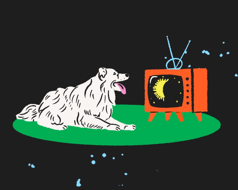Une illustration de Bernard le chien qui regarde l'éclipse solaire sur une télévision.