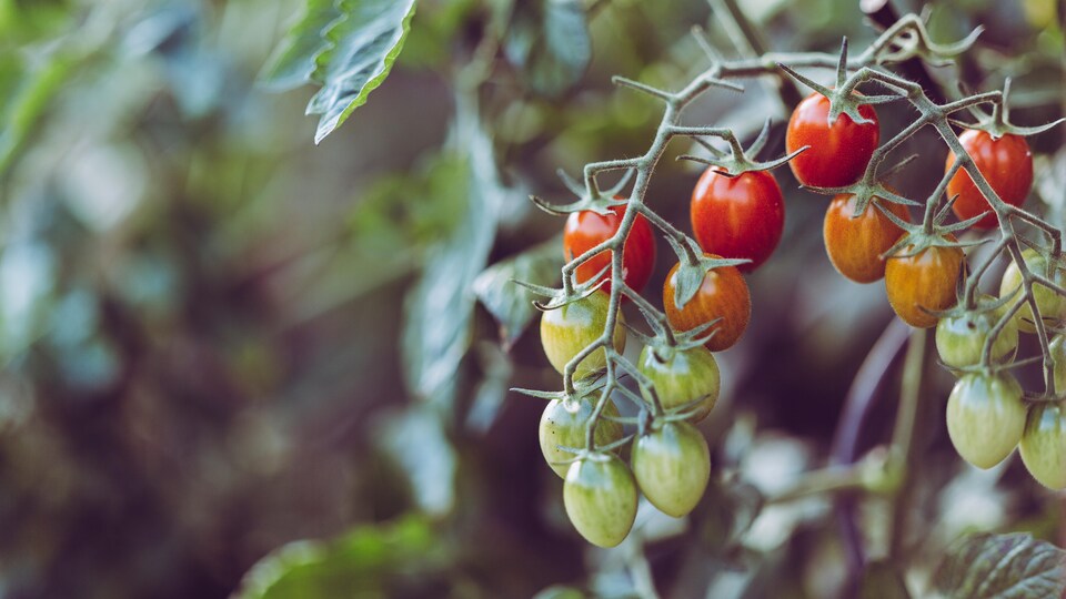 Une plantation de tomates.