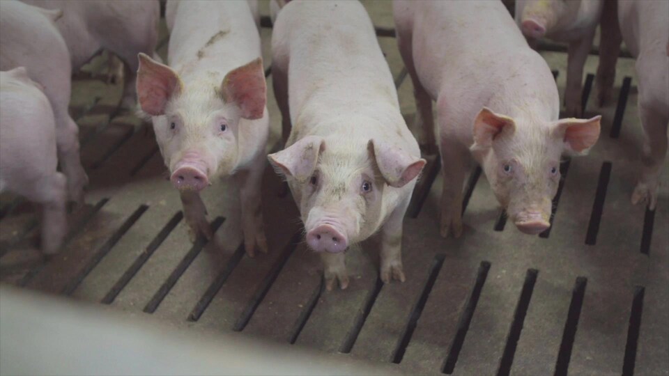 Trois porcelets dans un élevage de porc.
