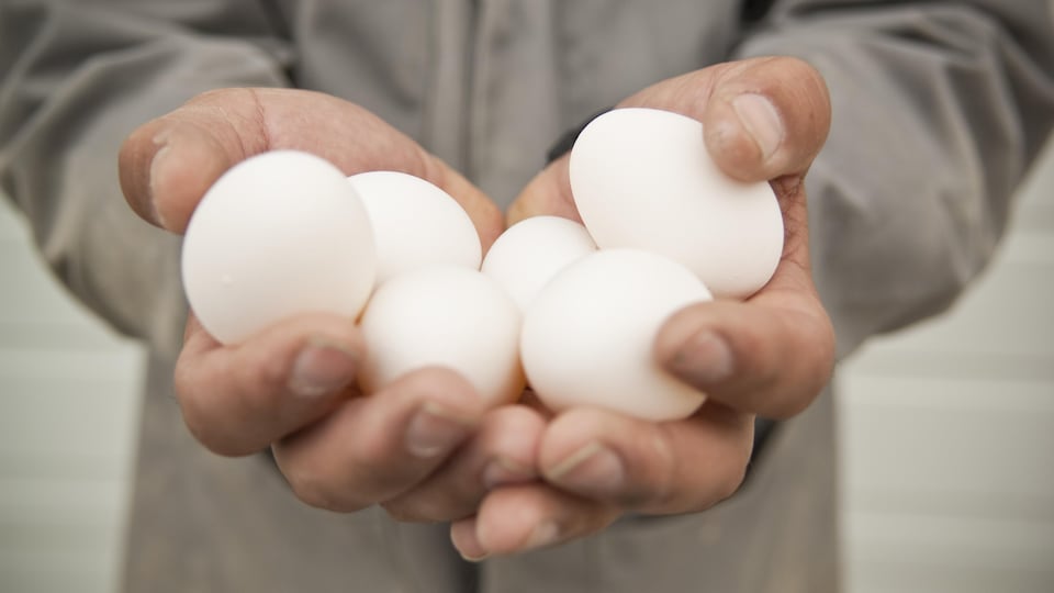 Des œufs tenus par des mains.
