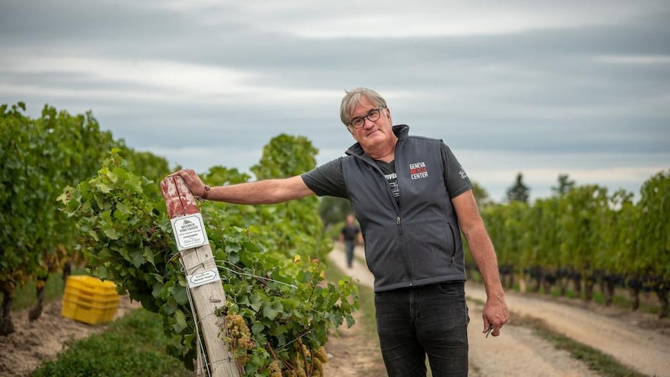 Le vigneron se tient debout dans un vignoble pendant les vendanges. 